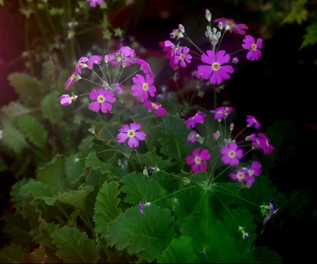 Primula malacoides